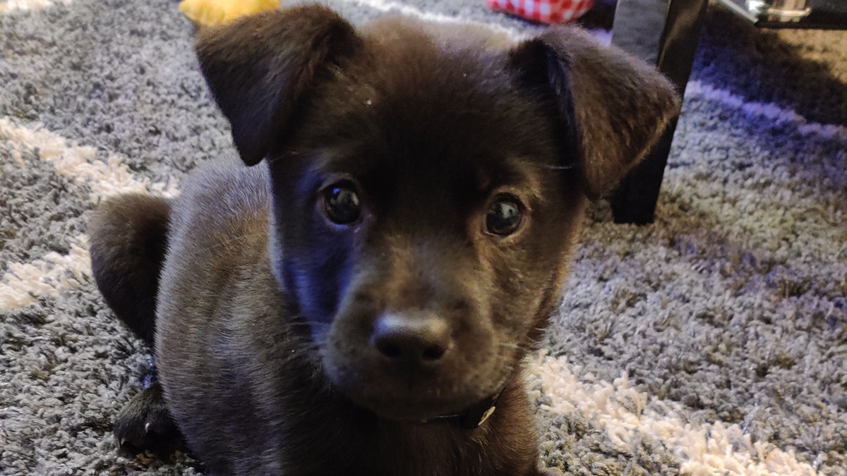 My puppy, Kylo